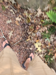 Deparia acrostichoides