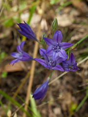 Triteleia laxa