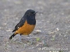 White-Winged Cliff-Chat photo 2