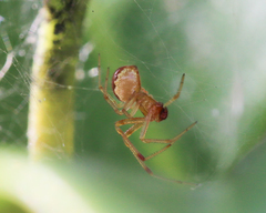 Anelosimus studiosus