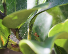 Anelosimus studiosus