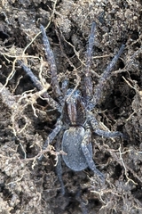 Varacosa avara