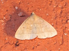 Zanclognatha marcidilinea