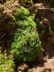 Fossombronia wondraczekii