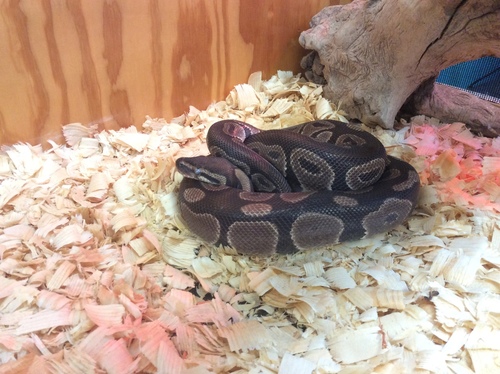 Python regius