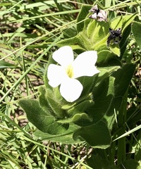 Thunbergia atriplicifolia
