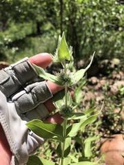 Pycnanthemum californicum