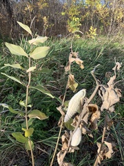 Asclepias syriaca