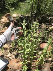 Pycnanthemum californicum