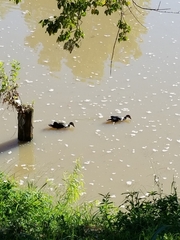Cairina moschata domestica