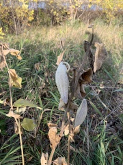 Asclepias syriaca