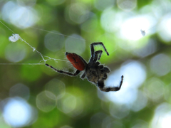Phidippus adumbratus