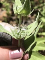 Pycnanthemum californicum