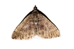 Hydriomena hemizona