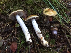 Cortinarius seidliae