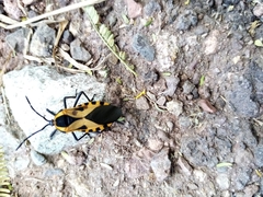 Sephina vinula