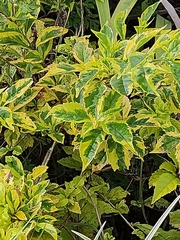 Duranta erecta