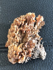 Ramaria apiculata