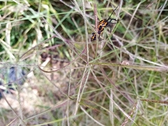 Sephina vinula
