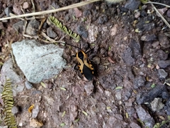 Sephina vinula