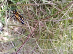 Sephina vinula