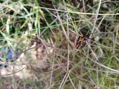 Sephina vinula