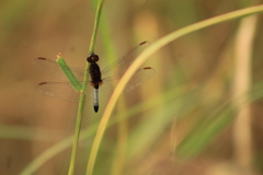 Erythrodiplax basifusca