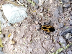 Sephina vinula