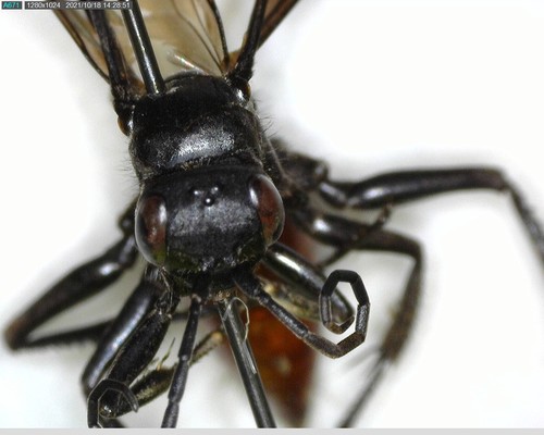 iNaturalist observation photo of Priocnemis oregona