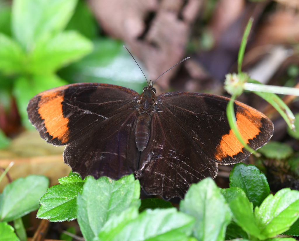 Pedaliodes cremera