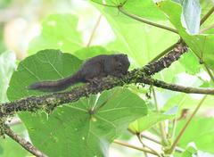 Microsciurus