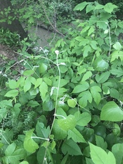 Vitis