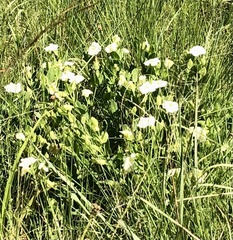 Thunbergia atriplicifolia