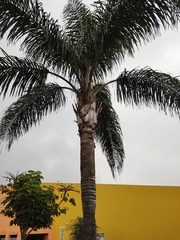 Syagrus romanzoffiana