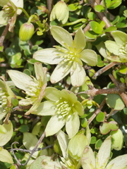 Clematis forsteri