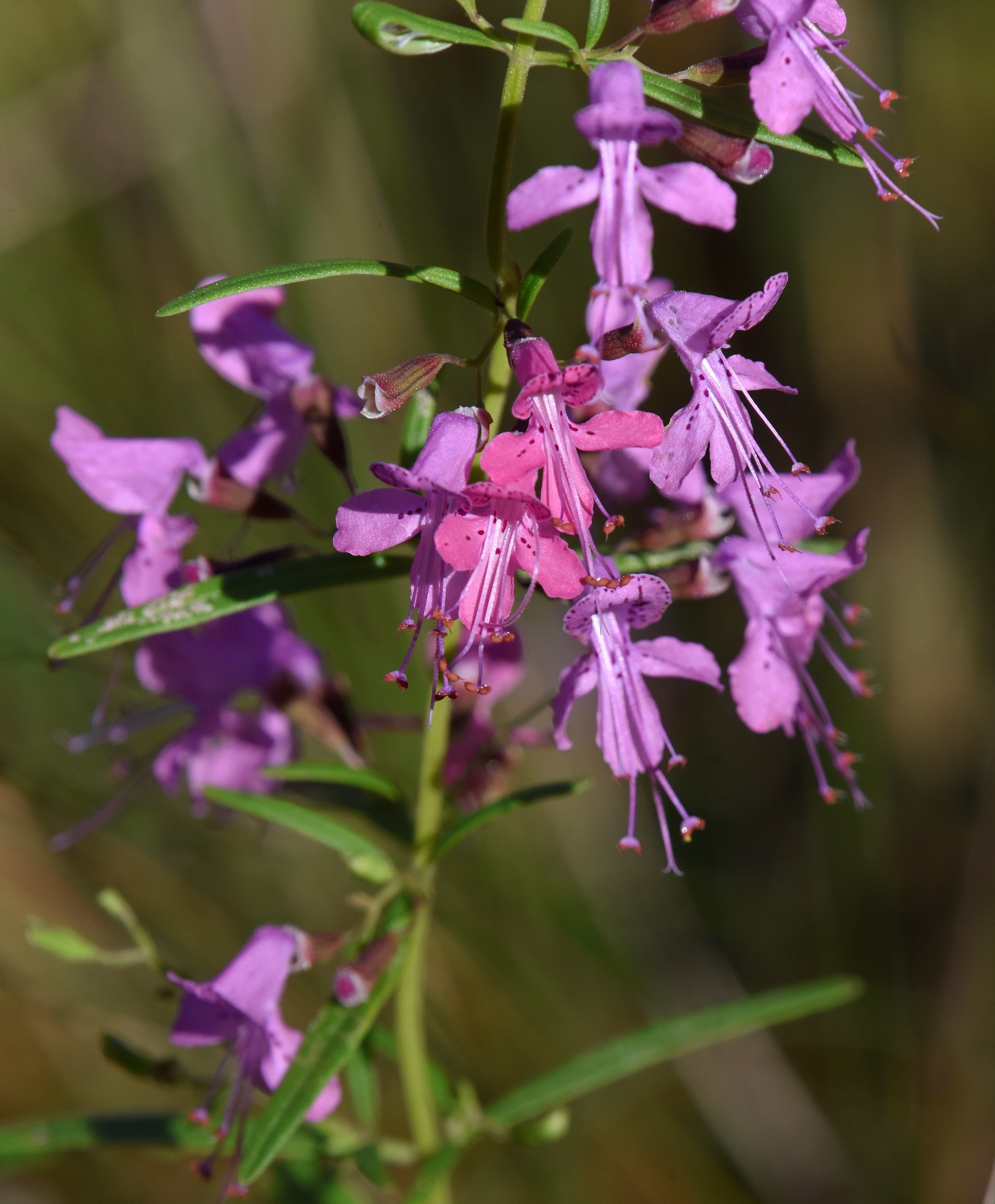 Dicerandra linearifolia