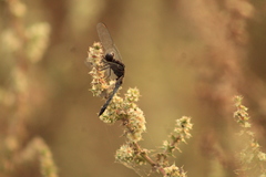 Erythrodiplax basifusca