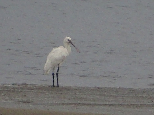 Espátula común (Platalea leucorodia)