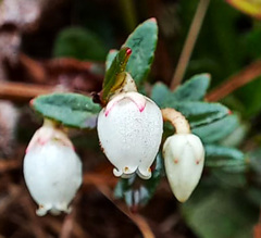 Disterigma acuminatum