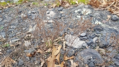 Hypericum gentianoides