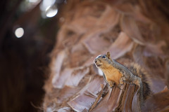 Sciurus niger