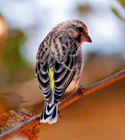 Black-Throated Canary