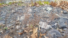 Hypericum gentianoides