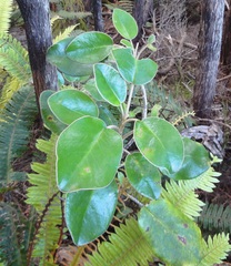 Brachyglottis rotundifolia