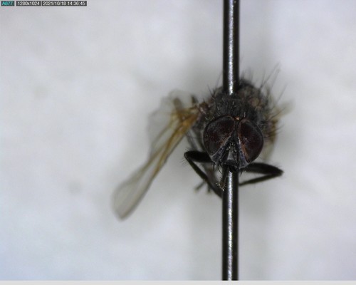 iNaturalist observation photo of Flies