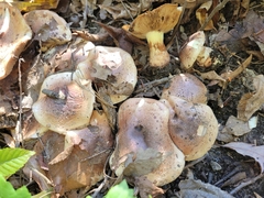 Cortinarius nanceiensis