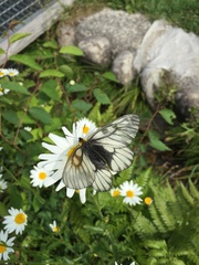Parnassius glacialis