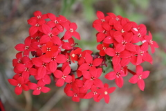 Bouvardia viminalis