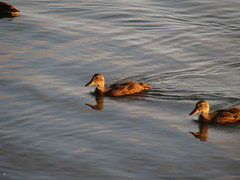 Anas platyrhynchos