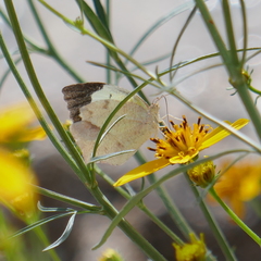 Abaeis mexicana